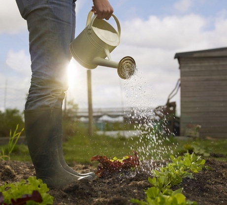 Warum Käse dein Garten? 01