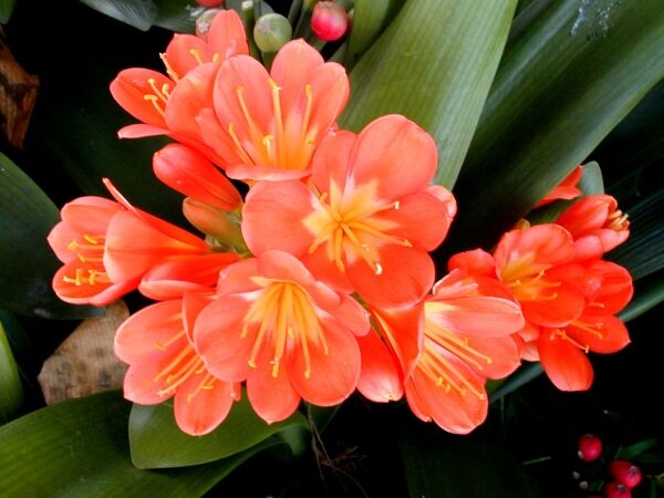 Clivia: Home Care 01