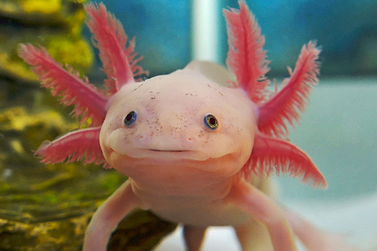 Axolotl: Home Care-Funktionen 01