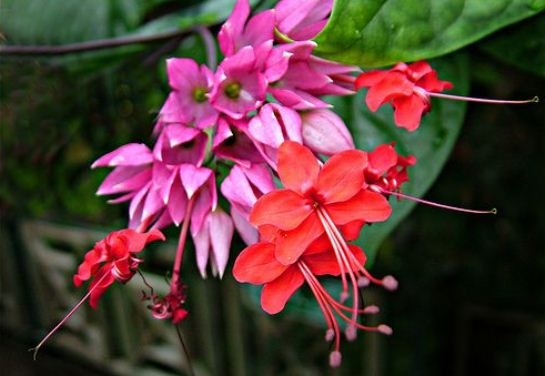 Clerodendrum: Home Care 03