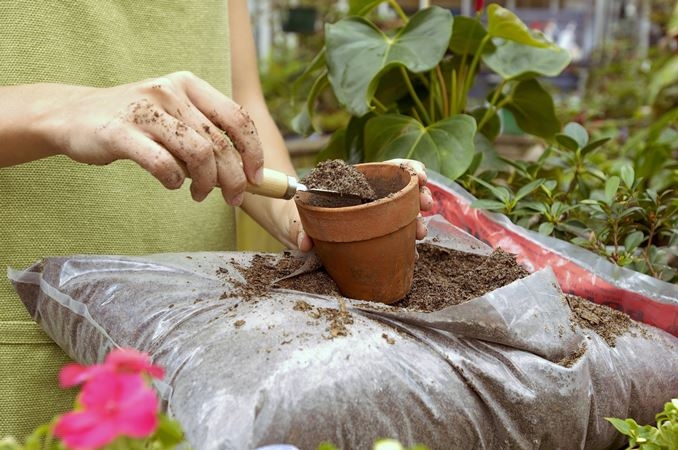 Wann zum Transplantieren von Innenblumen? Regeln, Methoden, nützliche Tipps 03