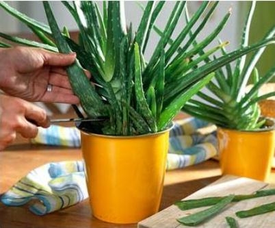 Wie kümmere ich mich um Aloe?? Aloe Care, Reproduktion und Aloe Transplantation 02