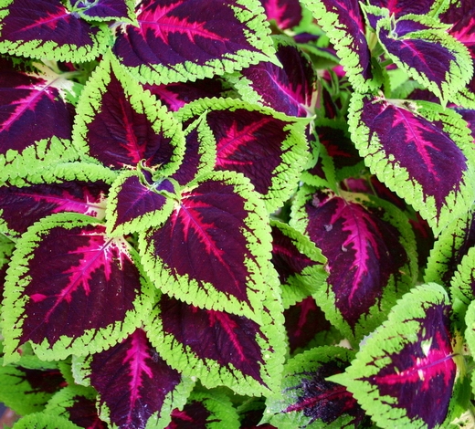 Coleus oder bunte Brennnessel 01