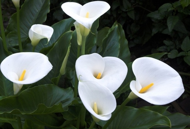 Zimmerpflanze Calla 01