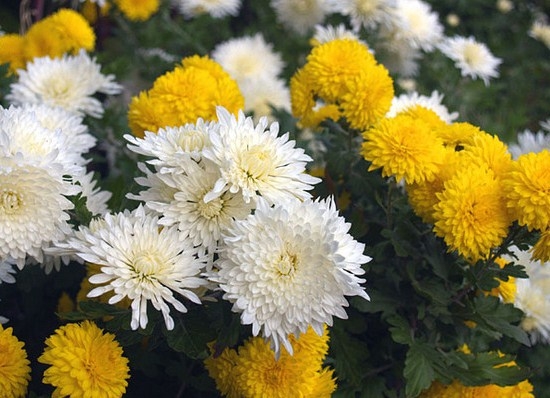 Zimmer Chrysantheme: Pflege und Wachstum 01