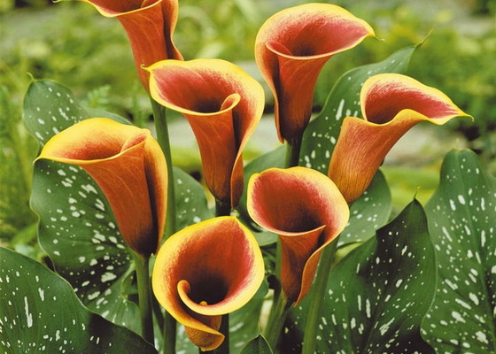 Zimmerpflanze Calla 02