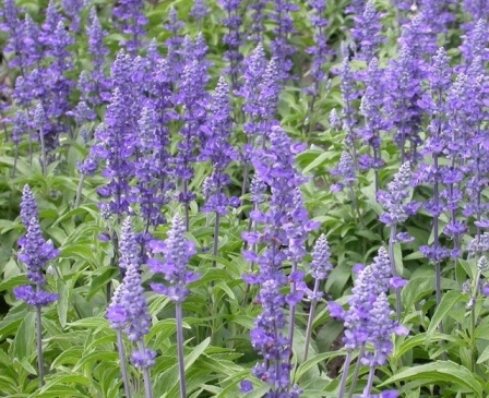 Wachsender Salbei (Salvia) 01