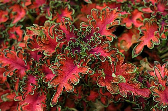 Coleus oder bunte Brennnessel 03