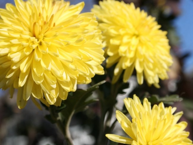 Zimmer Chrysantheme: Pflege und Wachstum 03