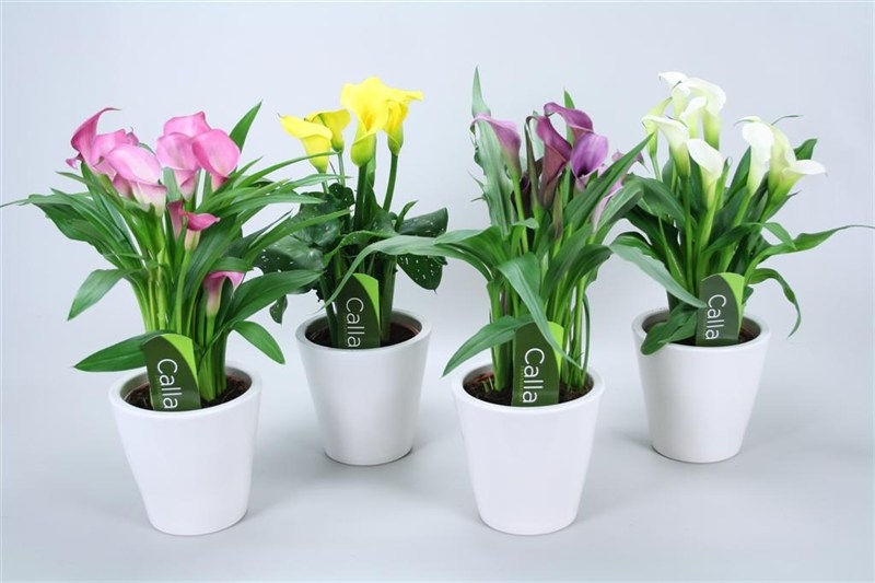 Zimmerpflanze Calla 04