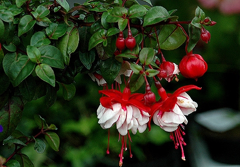 Indoor-Blumen Tierkreiszeichen 04