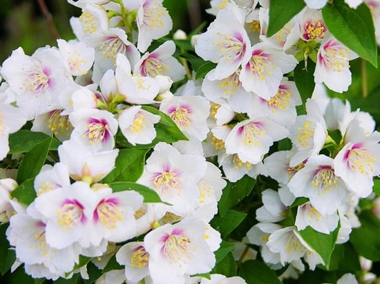 Raum Jasmin - Home Care, Zucht, Blüte 02