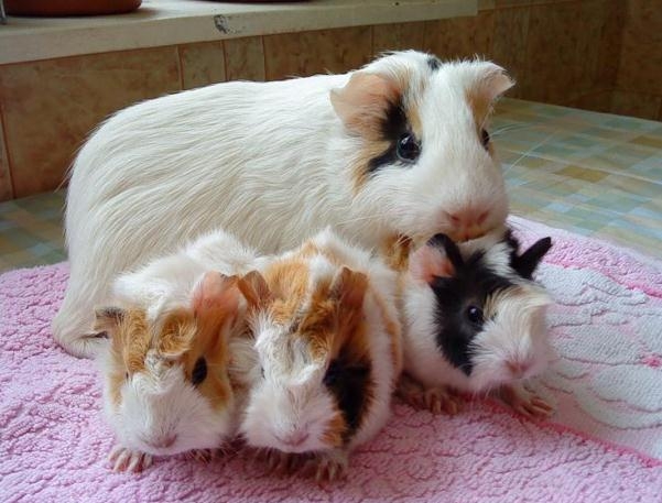 Als das Guinea-Schwein zuzuführen? So wählen Sie ein Haus für Guinea Pig aus? 01