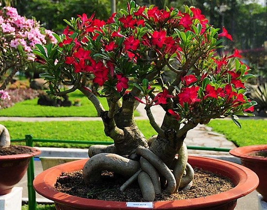 Adenium: Häuserpflege und Kultivierung von Samen 02