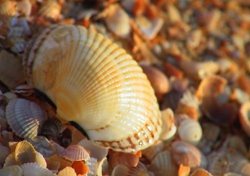 Gemälde von Muscheln mit eigenen Händen 01