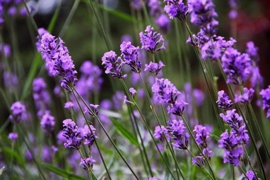 Lavendel zu Hause: Landung und Pflegefunktionen. Was sind die vorteilhaften Eigenschaften von Lavendel?? 01