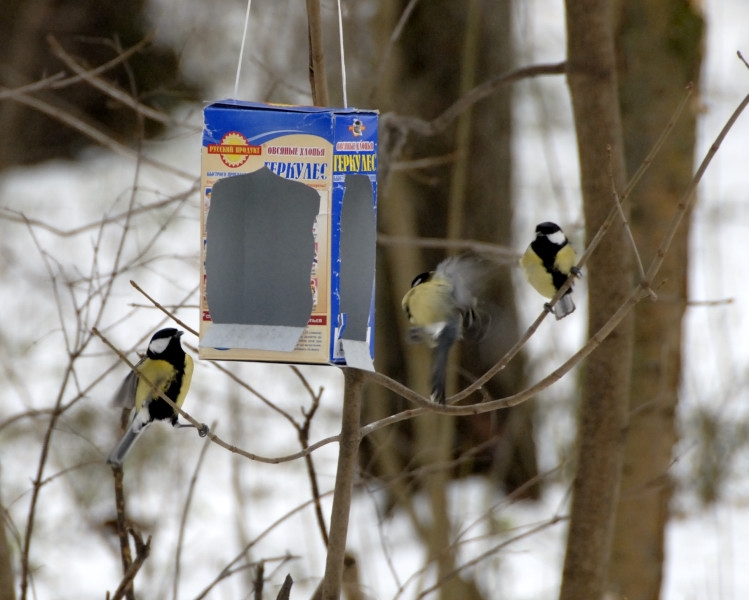 Feeder Tun Sie es selbst für Vögel. Herstellung von Vogelfuttermitteln 02