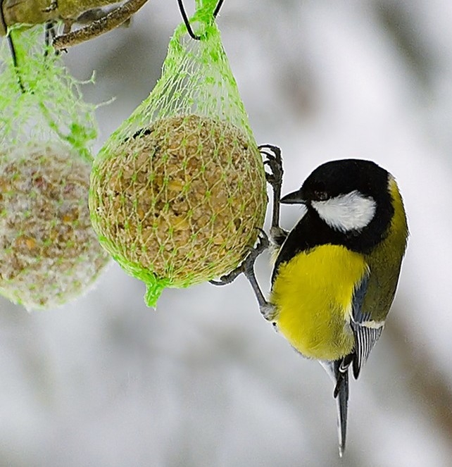 Feeder Tun Sie es selbst für Vögel. Herstellung von Vogelfuttermitteln 05