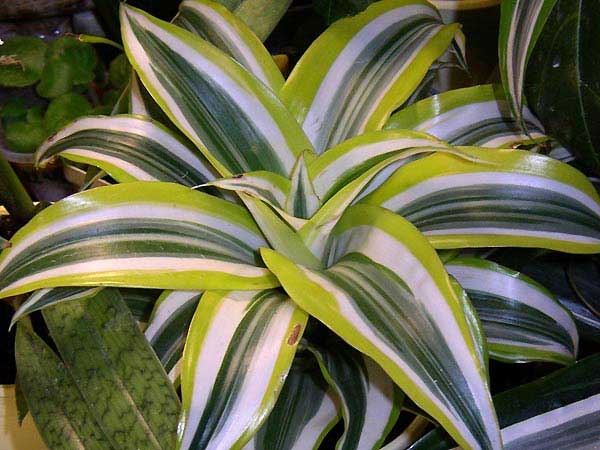 Indoor-Blumen Tierkreiszeichen 08