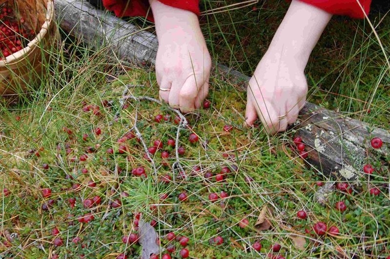 Beim Sammeln von Cranberries? Geheimnisse der ruhigen Jagd 02