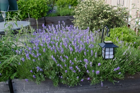 Lavendel zu Hause: Landung und Pflegefunktionen. Was sind die vorteilhaften Eigenschaften von Lavendel?? 05