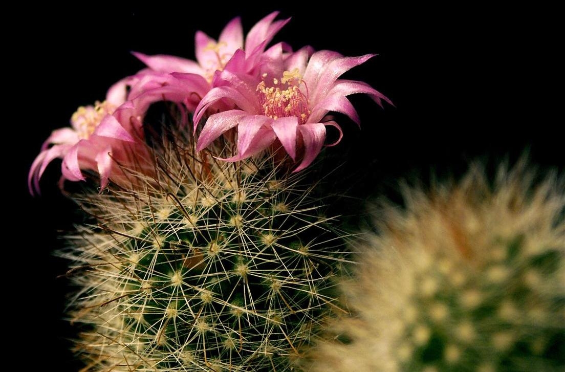 Indoor-Blumen Tierkreiszeichen 10