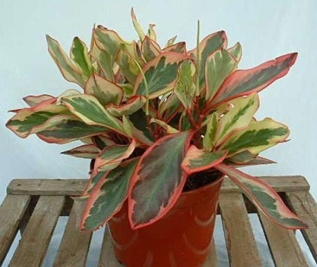 Tri-Color Maranta: Home Care 01