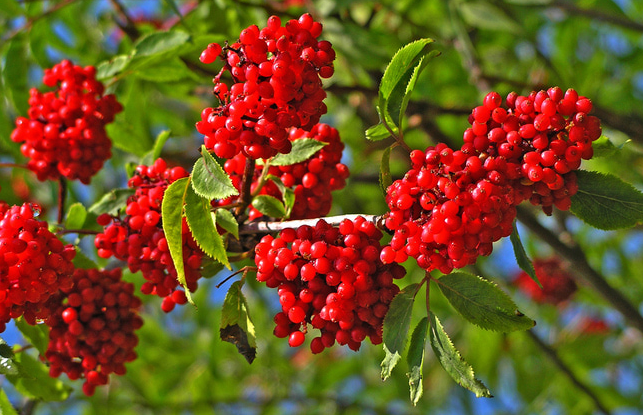 Rowan: Landung, Wachsen, Pflege 01