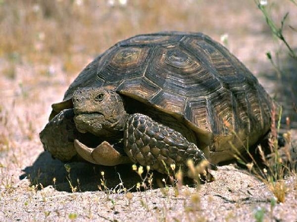 Wie viele Jahre live Schildkröten? Was hängt von der Lebenserwartung der Schildkröte ab? 01