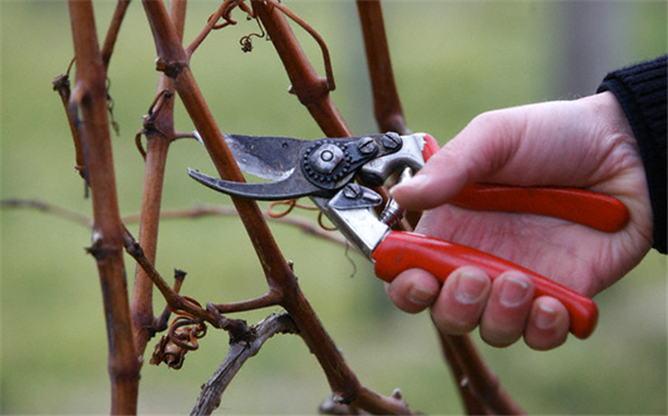 Wie man Trauben im Frühling schneidet? Vorbereitung, erfolgreiche Techniken und Videostunden 01