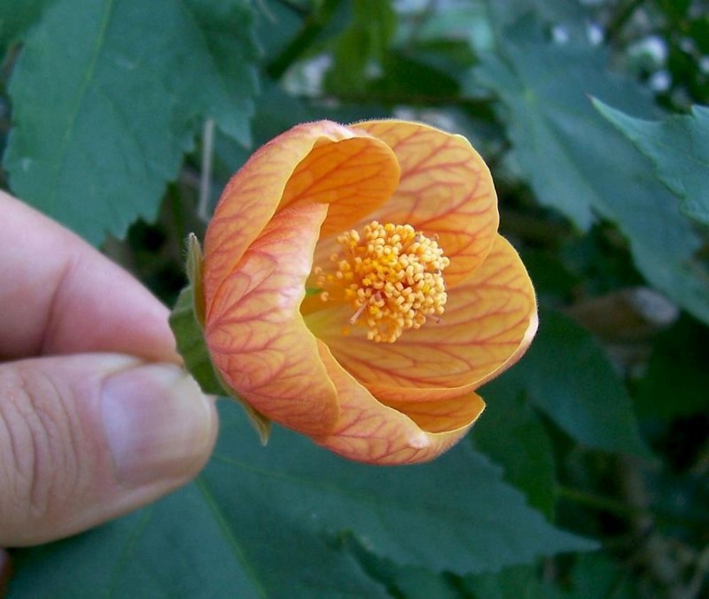 Abutilon: Home Care and Room männlich wachsende Merkmale 03