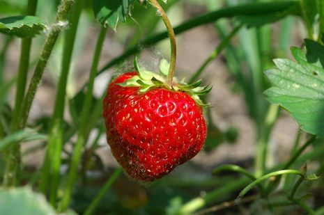 Wie man Garten Erdbeeren anbauen kann? 02