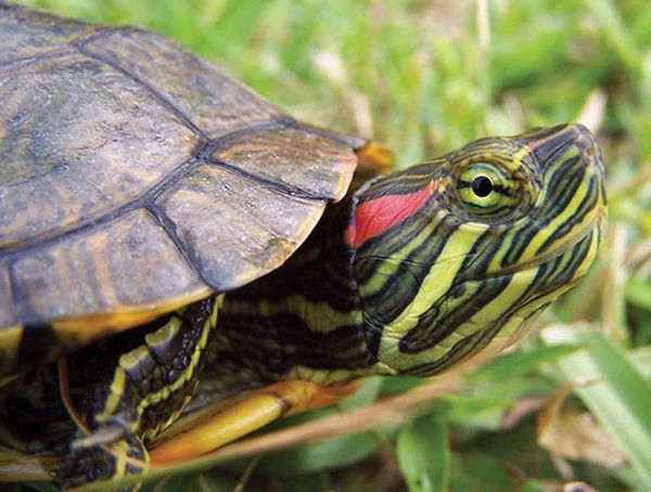 Wie viele Jahre live Schildkröten? Was hängt von der Lebenserwartung der Schildkröte ab? 02