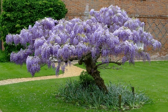 Wisteria: Wachstum und Pflege, Pflanzenpflanzen 05