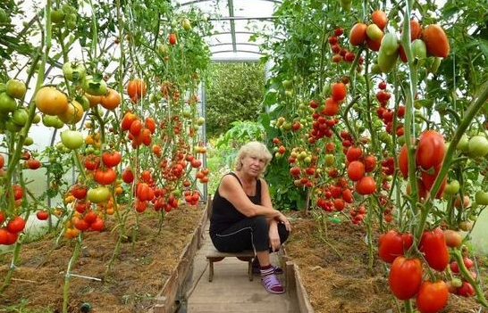 Tomaten für Gewächshäuser aus Polycarbonat: Sorten, Bewertungen und Agronomspitzen 01