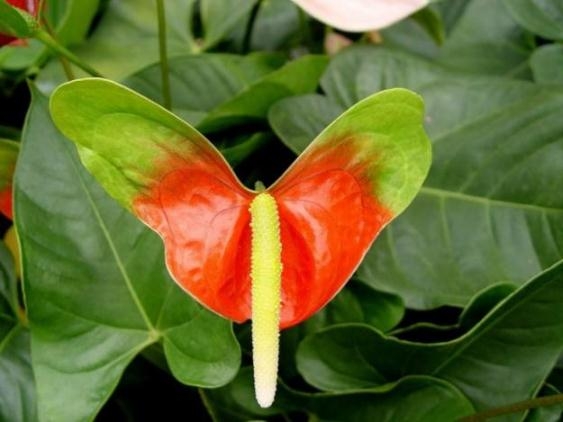 Anthurium: Home Care 01