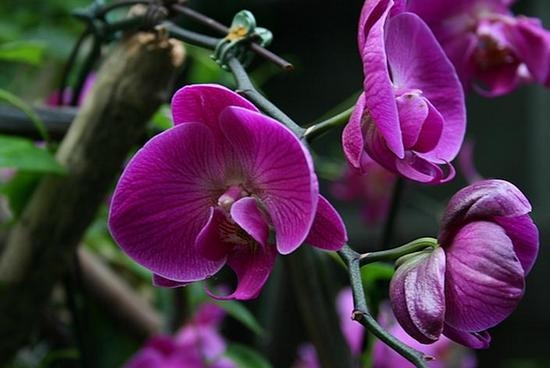 Orchideen Phalaenopsis: Home Care, Reproduktionsmerkmale 01