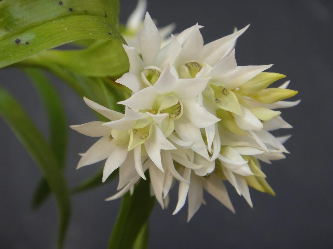 Was tun, wenn die Orchidee Dendrobium weht: Nützliche Tipps 01