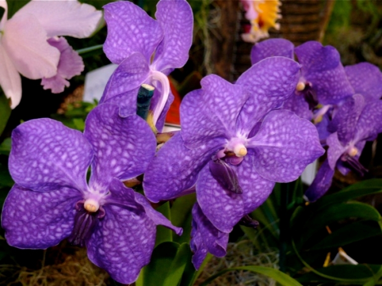 Wanda Orchidee zu Hause. Wanda-Orchidee-Pflege 02