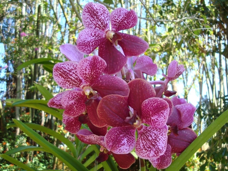 Wanda Orchidee zu Hause. Wanda-Orchidee-Pflege 03