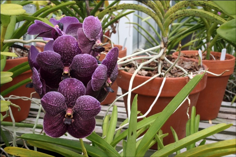 Wanda Orchidee zu Hause. Wanda-Orchidee-Pflege 04