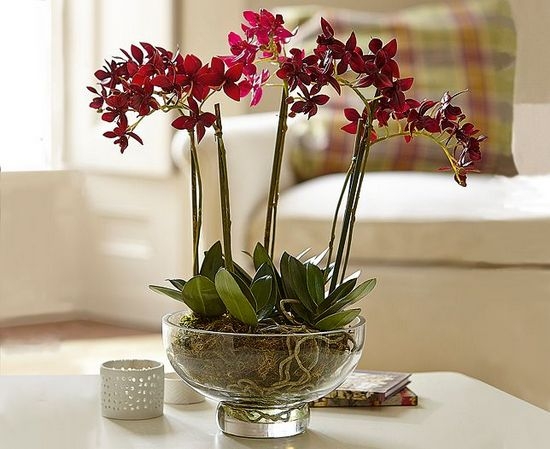 Orchideen Phalaenopsis: Home Care, Reproduktionsmerkmale 04