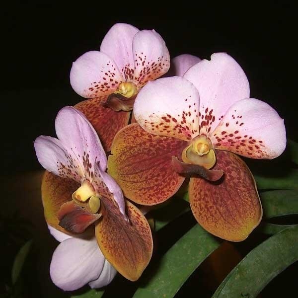 Wanda Orchidee zu Hause. Wanda-Orchidee-Pflege 06