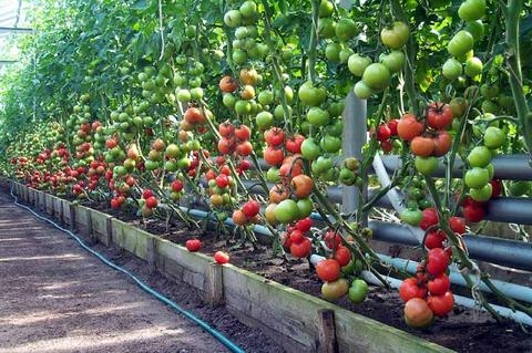 Wie und wann Tomaten pflanzen? Wachsende Tomaten im Land 06