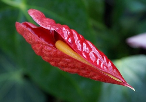 Anthurium: Gelbe Blätter. Warum und was zu tun?? 01