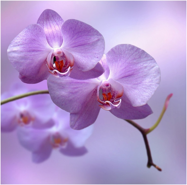 Wanda Orchidee zu Hause. Wanda-Orchidee-Pflege 07