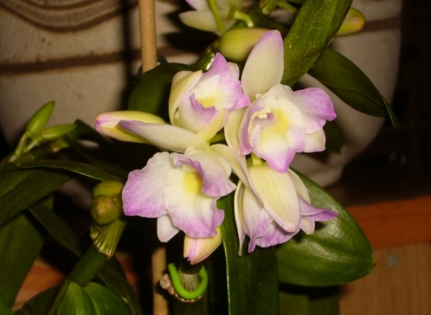 Orchideentransplantation zu Hause 01