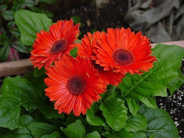 Pekrasavitsa Gerbera 01