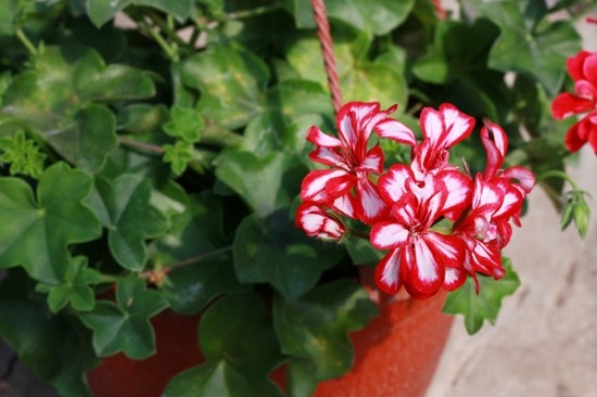 Pelargonium: Home Care 02