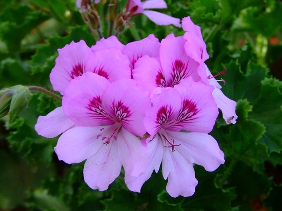 Pelargonium und Geran: Der Unterschied zwischen Pflanzen. Wie man diese Blumen wächst? 02